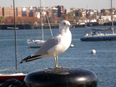 Harbor buoys stop