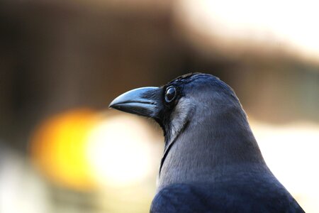 Animal beak beautiful image