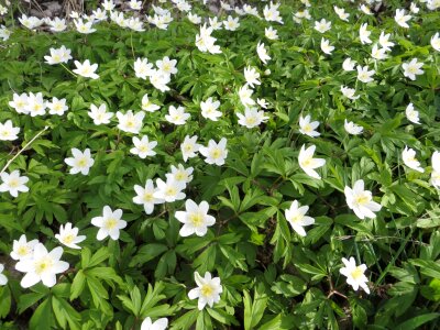 Grass floral plants