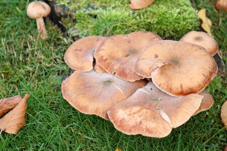 mushrooms, nature