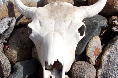 Skull horns bones
