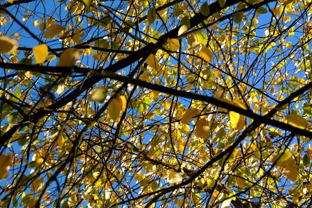 Aesthetic branches bright yellow