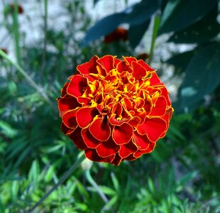 Beautiful beautiful flowers biology