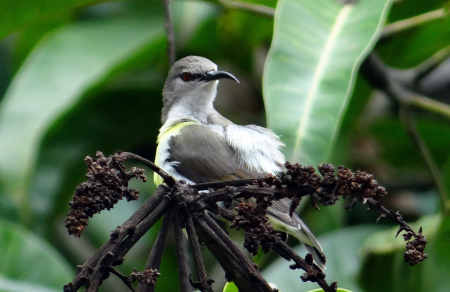 Female endemic bird