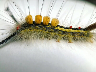 White-marked tussock moth caterpillar-1
