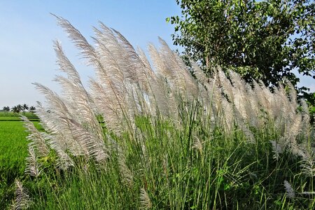 Grass plant growth