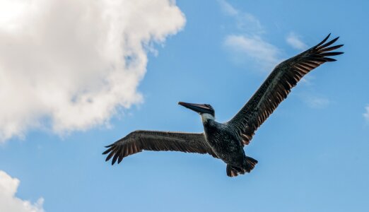 large pelican in flight of the Restinga Lagoon photo