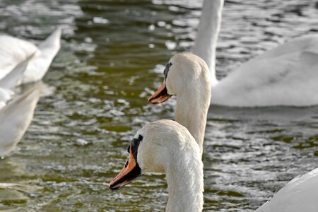 Birds flock swan photo