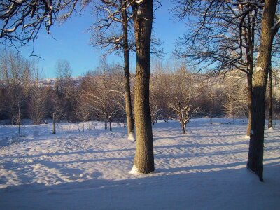 Bearing snow trees