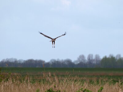 Wing bird bird of prey