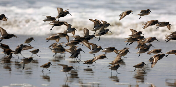Dunlin and Western Sandpipers-2 photo