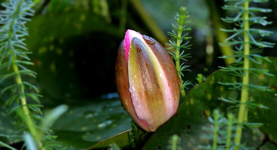 Beautiful Flowers beautiful photo blooming