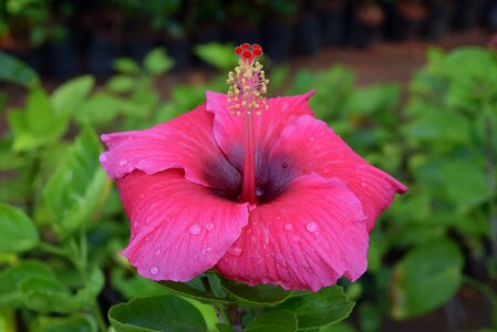 Hibiscus rosa-sinensis flower deep pink photo