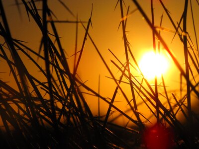 Grasses plants bright