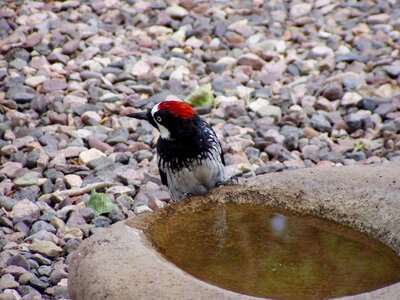 Acorn woodpecker photo