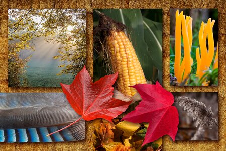 Autumn mood autumn festival vine leaves