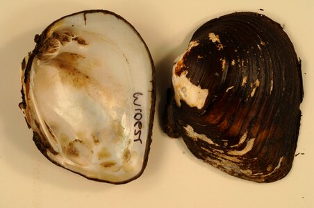 Clam conch freshwater mussel