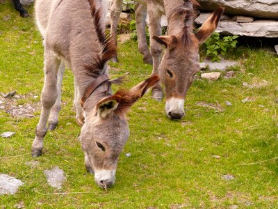 Animals flock group