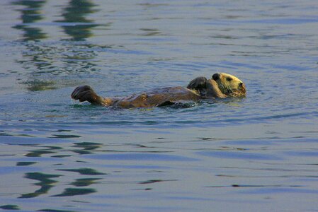 Peaceful animal swimming photo