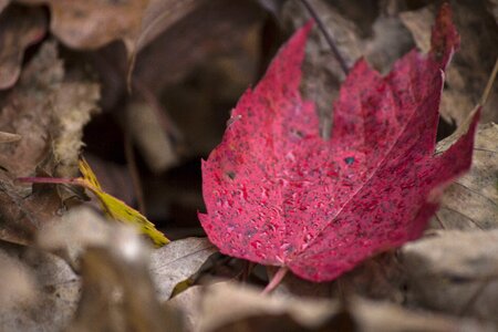 Autumn autumn season leaf