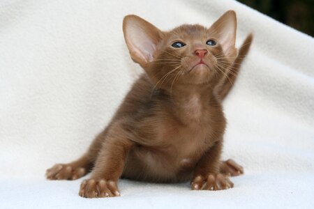 Cat baby oriental shorthair fur