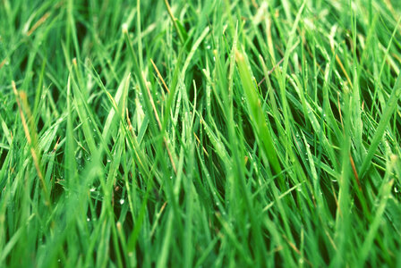 Grass Blades image
