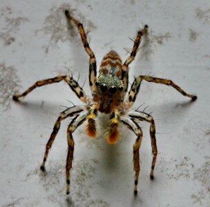 Macro spider jumping photo