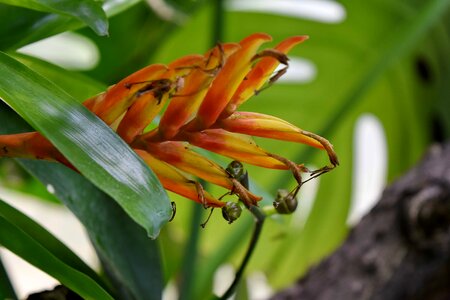 Jungle nature leaf