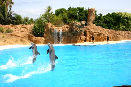 Meeresbewohner dolphin show artistry