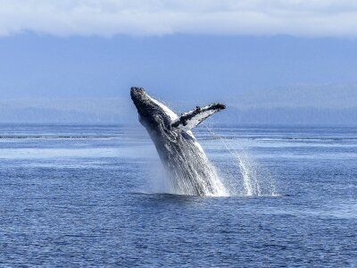 Humpback whale breaching in photo