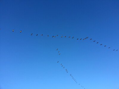 Migratory flying flock photo