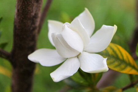 Petal flora blossom