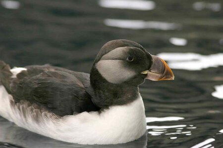 Bird Fratercula arctica Fratercula corniculata