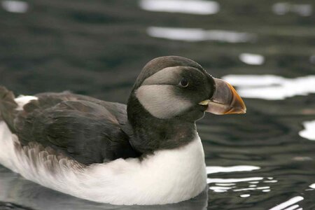 Bird Fratercula arctica Fratercula corniculata photo