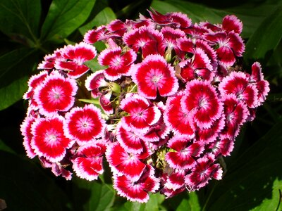 Bloom flower plant