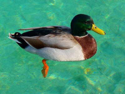 Drake duck mallard