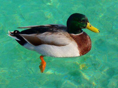 Drake duck mallard photo