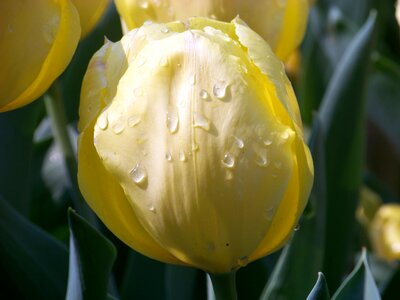Buds light bright