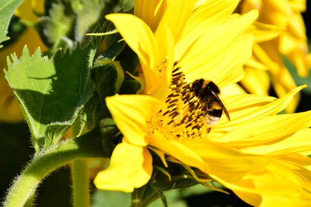 Agricultural agriculture animal