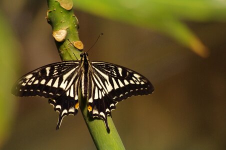 Papilio machaon nature insect photo