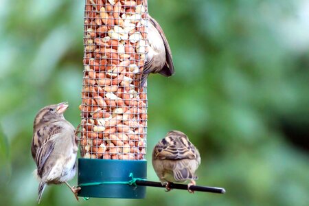 Animal beak bird photo