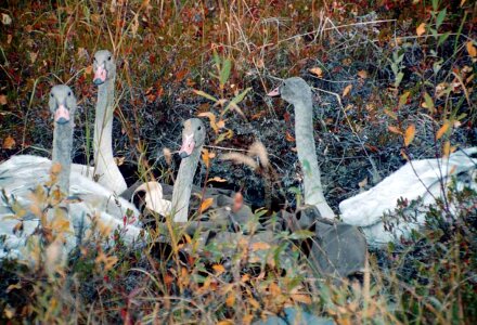 Bird mute swan trumpeter