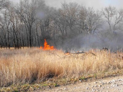 Burn forest grass plants