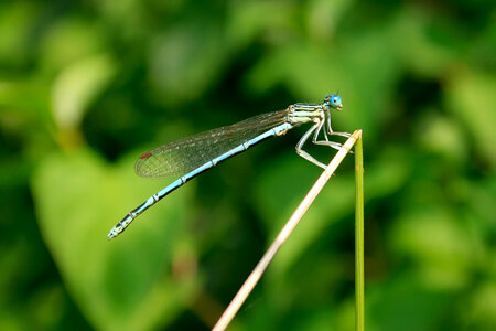 Dragonfly photo