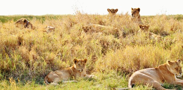 Cat female lions tanzania photo