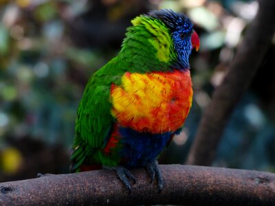 Colorful bird loriinae photo