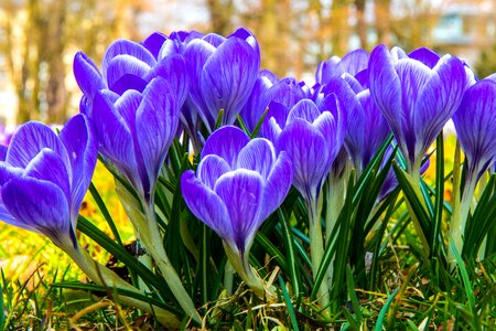 Flower spring purple