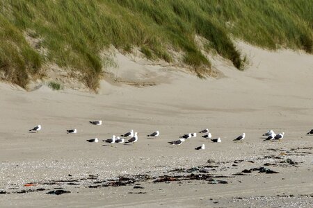 Animal aquatic bird beach