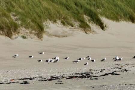 Animal aquatic bird beach photo