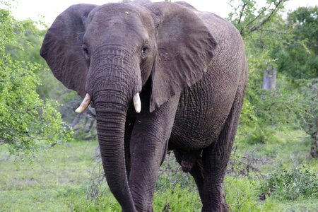 Elephant african elephant mala mala game reserve photo